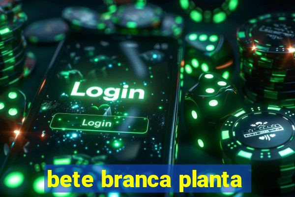 bete branca planta